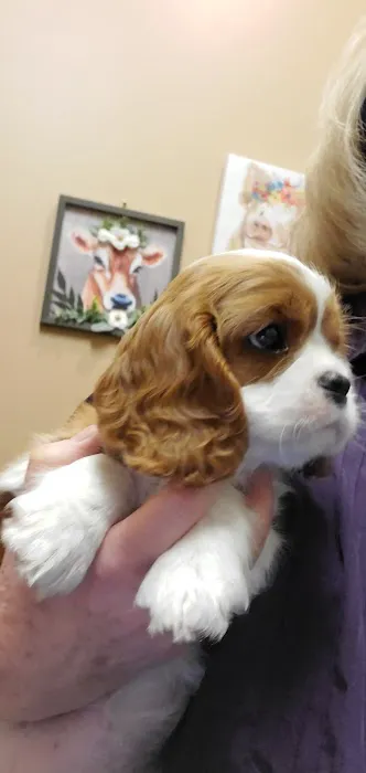Eye Care for Animals - North Scottsdale Picture 7