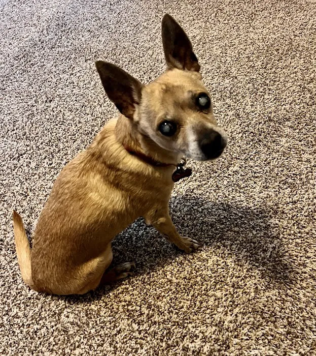 Eye Care for Animals - North Scottsdale Picture 6
