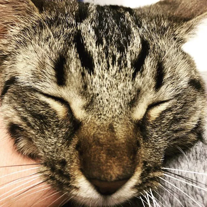 The Pet Wellness Center Picture 10