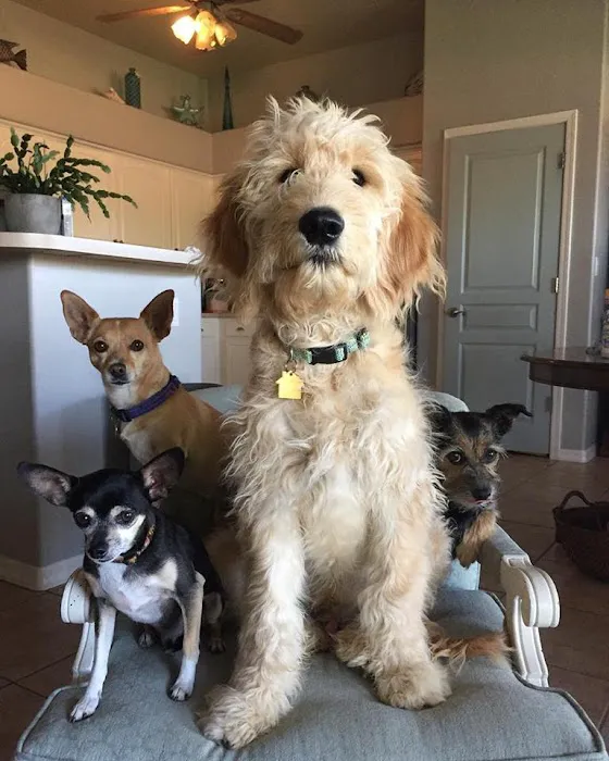 The Pet Wellness Center Picture 4