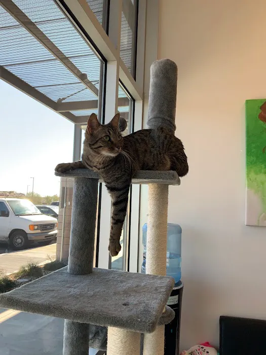 The Pet Wellness Center Picture 3