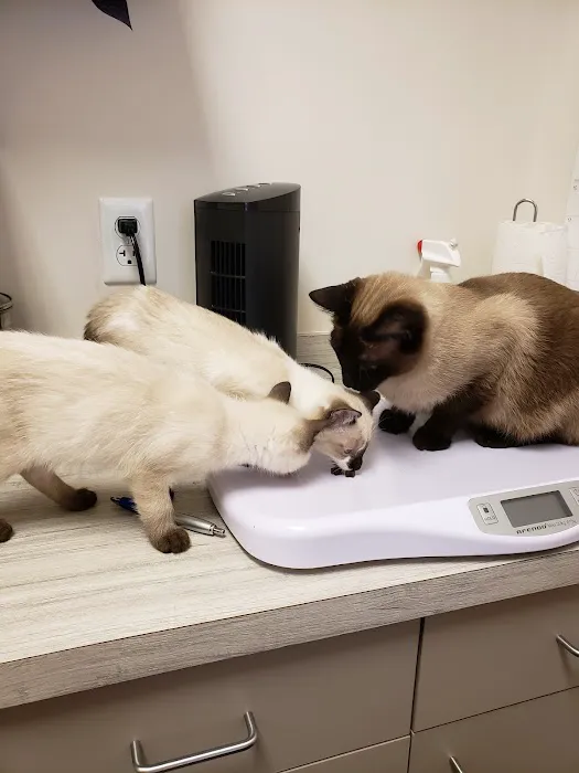 The Pet Wellness Center Picture 2