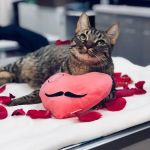 The Pet Wellness Center