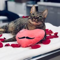 The Pet Wellness Center ico