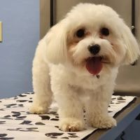 Sonoran Foothills Pet Clinic ico