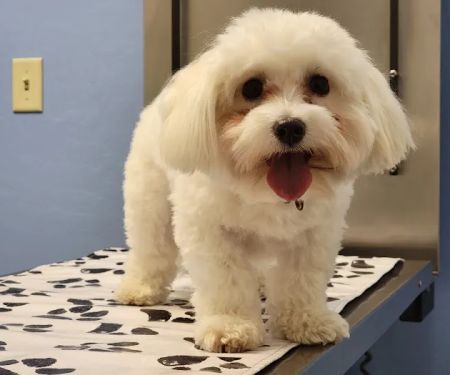 Sonoran Foothills Pet Clinic