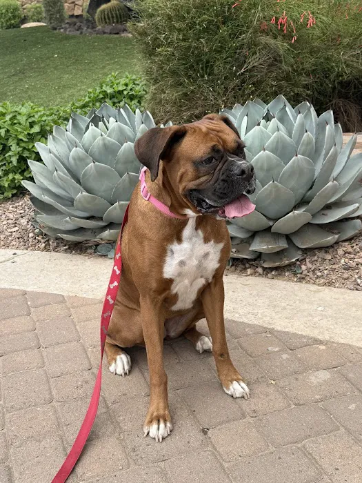 Sonoran Foothills Pet Clinic Picture 6
