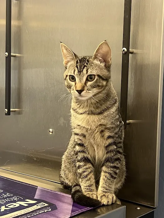 Sonoran Foothills Pet Clinic Picture 3