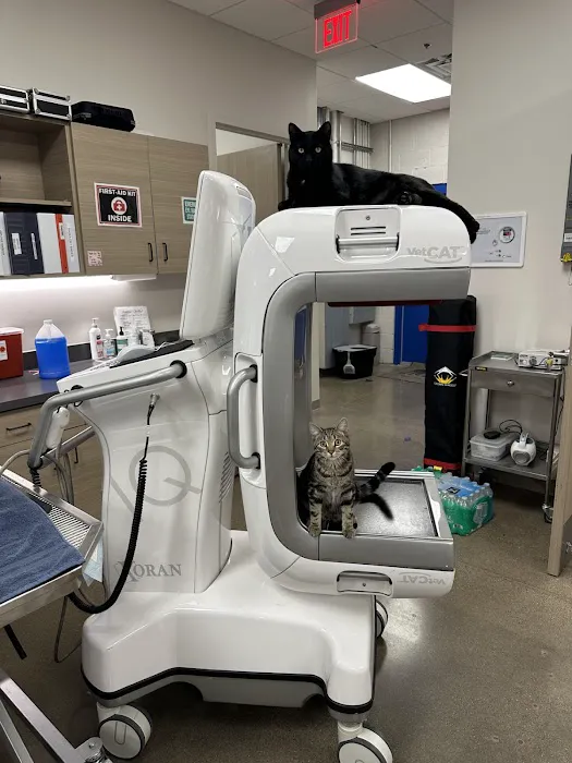 Carefree Dentistry and Oral Surgery for Animals Picture 10
