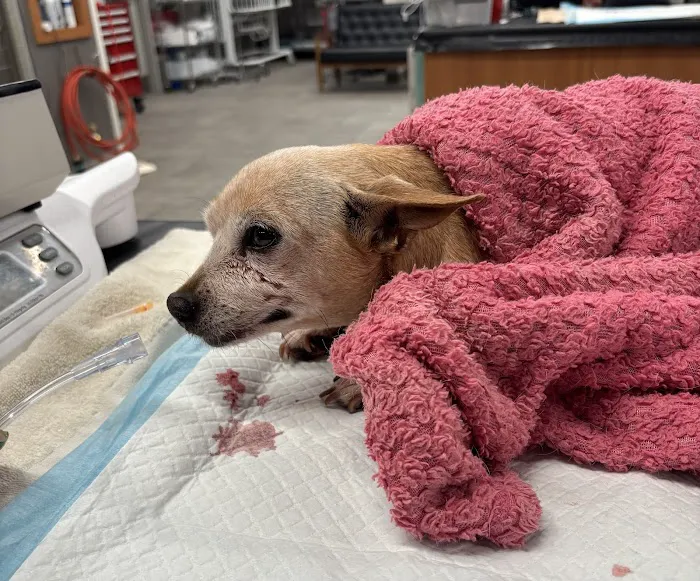 Carefree Dentistry and Oral Surgery for Animals Picture 3
