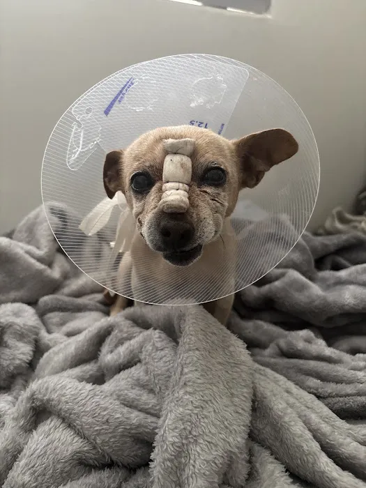 Carefree Dentistry and Oral Surgery for Animals Picture 7