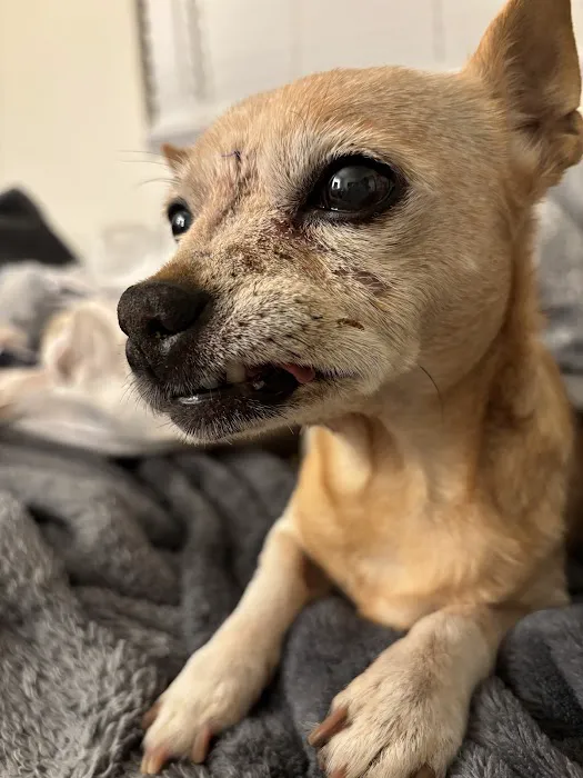 Carefree Dentistry and Oral Surgery for Animals Picture 6