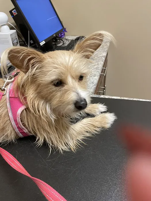 Vistancia Animal Hospital Picture 9