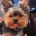 Vistancia Animal Hospital