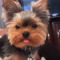 Vistancia Animal Hospital ico