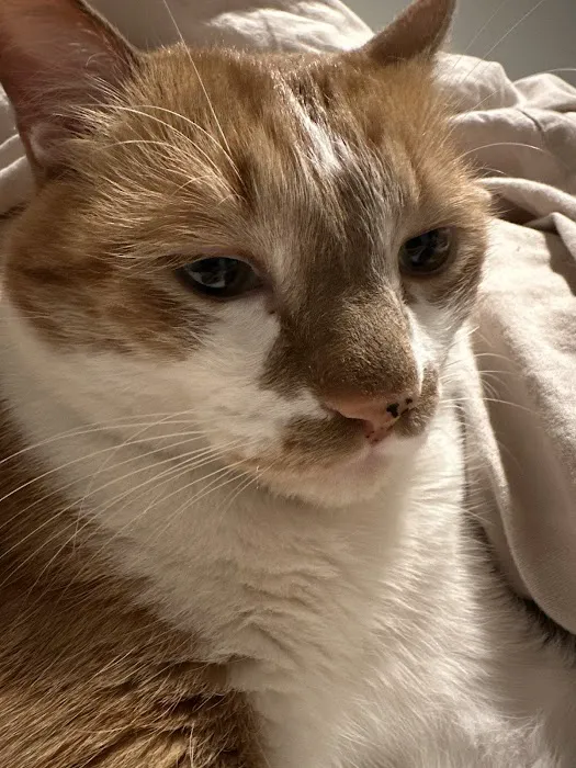 CityVet | Lone Mountain Veterinary & Urgent Care Picture 6