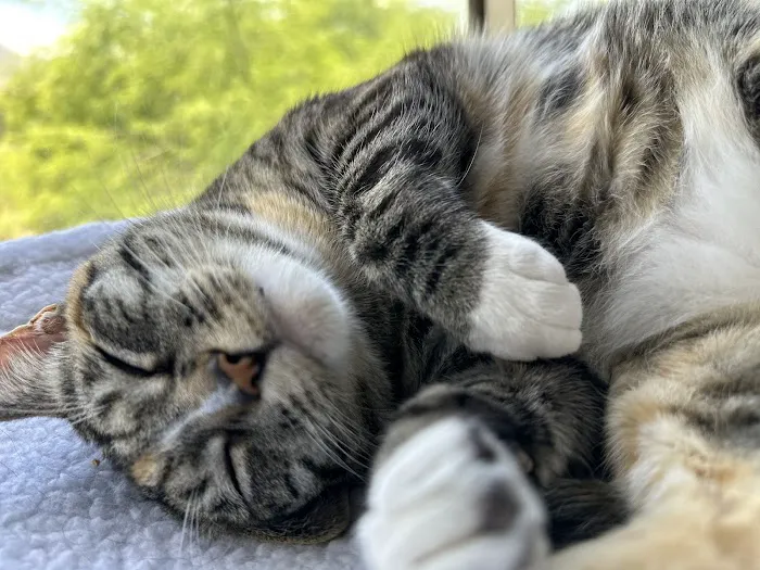CityVet | Lone Mountain Veterinary & Urgent Care Picture 7