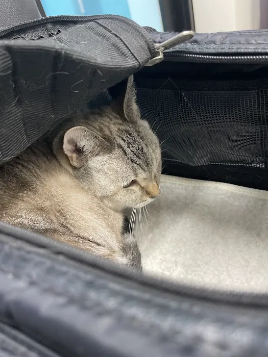 CityVet | Lone Mountain Veterinary & Urgent Care Picture 8