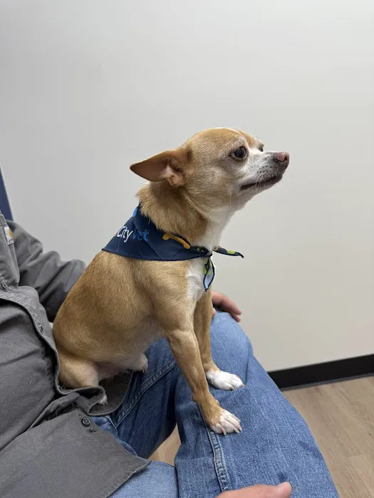 CityVet | Lone Mountain Veterinary & Urgent Care Picture 10