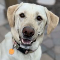 CityVet | Lone Mountain Veterinary & Urgent Care ico