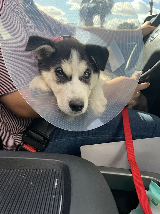 Sun Lakes Chandler Animal Clinic Picture 9