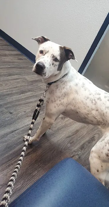 Sun Lakes Chandler Animal Clinic Picture 2