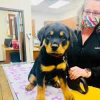 Chandler Gilbert Animal Hospital ico