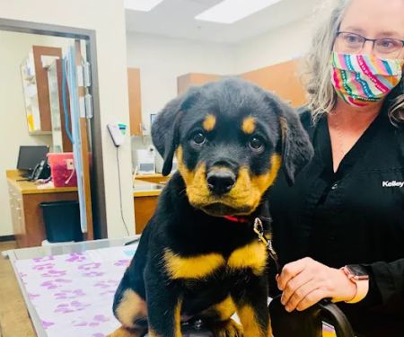 Chandler Gilbert Animal Hospital