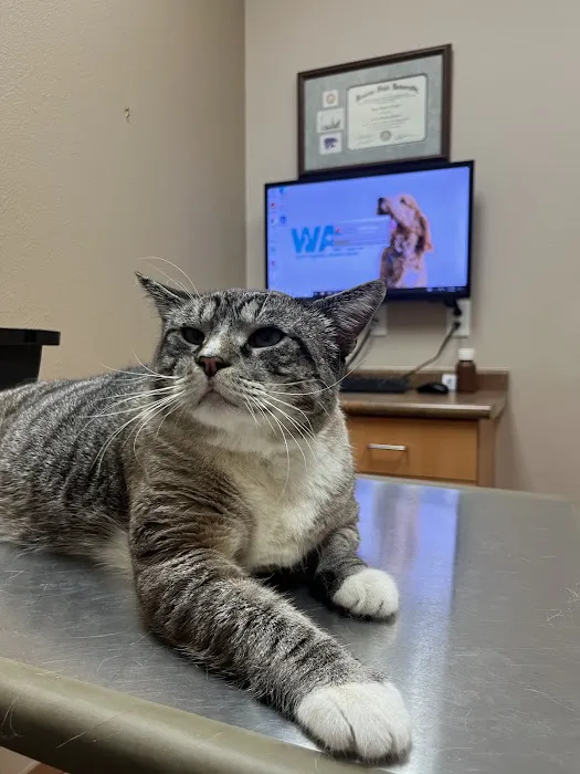LifeCare Animal Hospital Picture 1