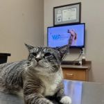 LifeCare Animal Hospital