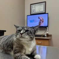 LifeCare Animal Hospital ico