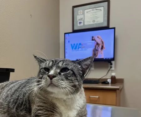 LifeCare Animal Hospital