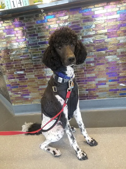 North Star Animal Hospital at Estrella, PLLC Picture 9