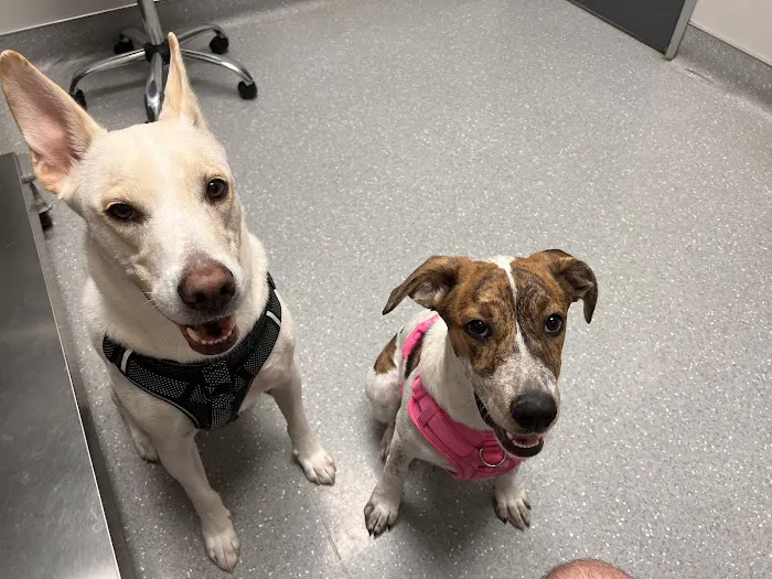 North Star Animal Hospital at Estrella, PLLC Picture 8