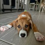 North Star Animal Hospital at Estrella, PLLC