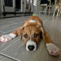 North Star Animal Hospital at Estrella, PLLC ico