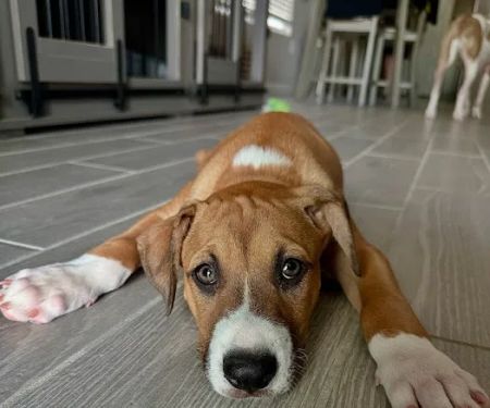 North Star Animal Hospital at Estrella, PLLC