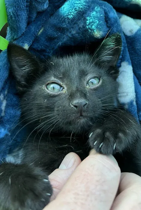 Vetco Vaccination Clinic Picture 5