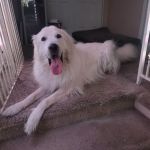 Vetco Total Care Animal Hospital
