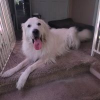 Vetco Total Care Animal Hospital ico