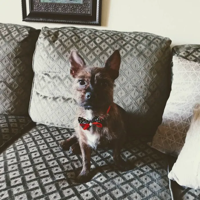 Petco Picture 8