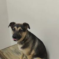 Petco ico