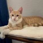 Cornerstone Animal Hospital