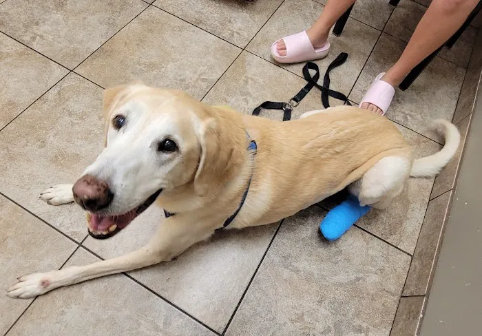 Cornerstone Animal Hospital Picture 6