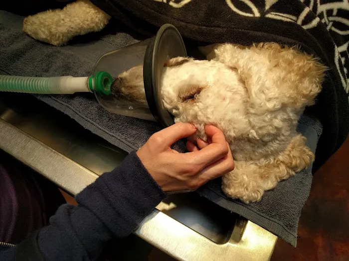 Cornerstone Animal Hospital Picture 7