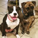 Warner Vista Animal Hospital