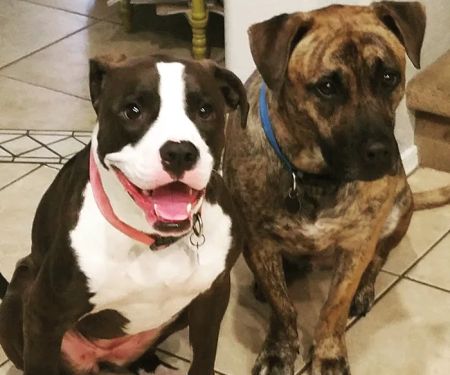 Warner Vista Animal Hospital