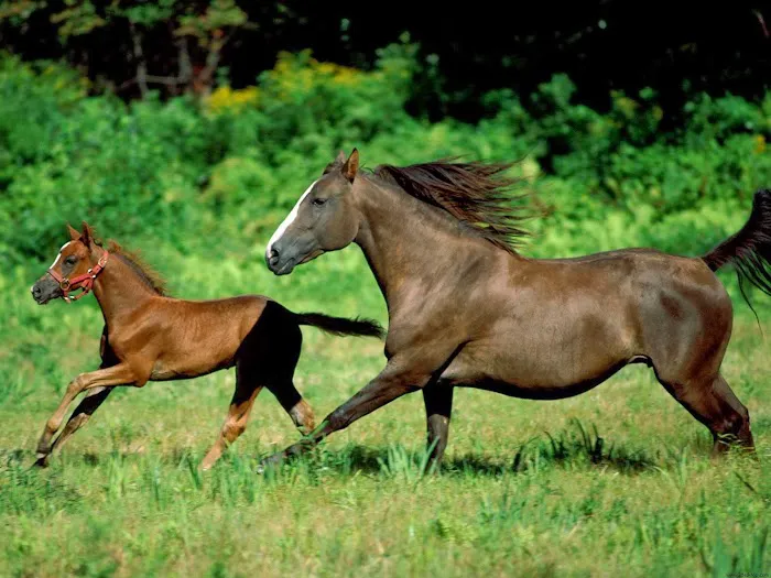 East Valley Equine Practitioners Picture 1