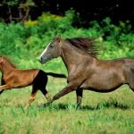 East Valley Equine Practitioners