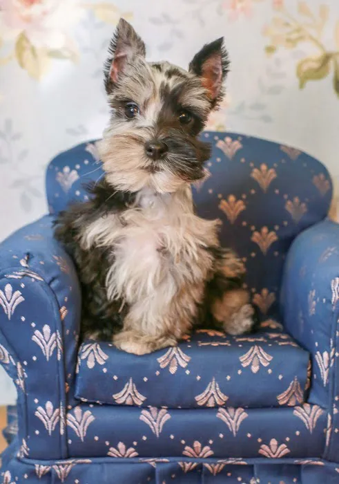 Puppies N Love Picture 6